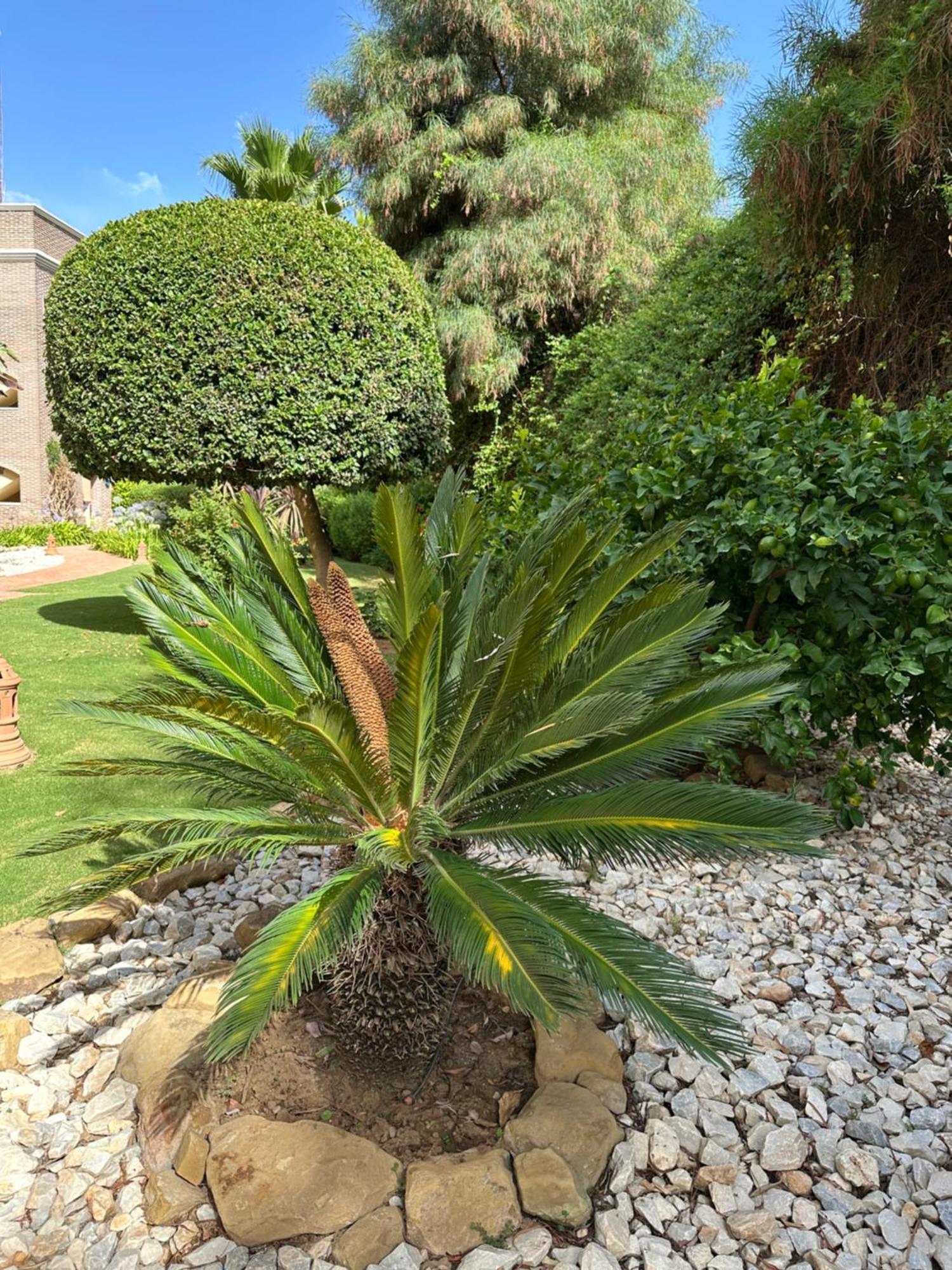 Los Arqueros Las Jacarandas Benahavís Exteriör bild
